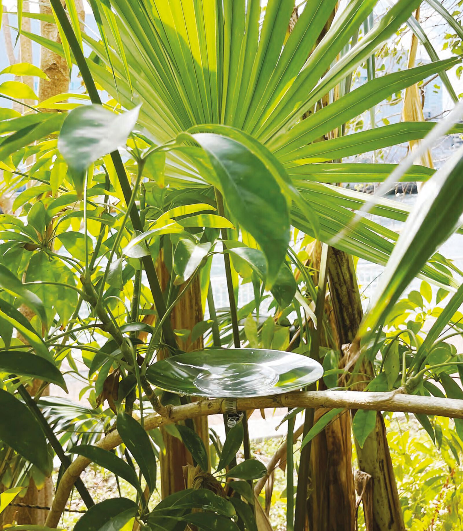 flache Schale aus poliertem Aluminium inmitten Blättergrün